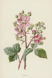 Bramble (chromolitho) alkotó: Frederick Edward Hulme