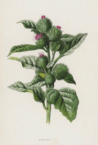 Bojtorján (chromolitho) alkotó: Frederick Edward Hulme