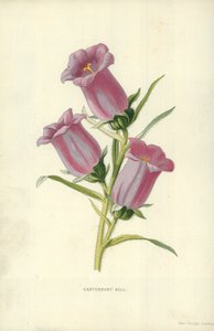 Canterbury Bell alkotó: Frederick Edward Hulme