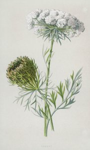 sárgarépa (chromolitho) alkotó: Frederick Edward Hulme