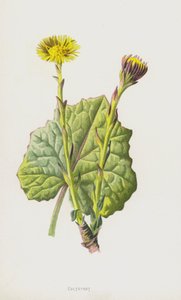 csikóláb (chromolitho) alkotó: Frederick Edward Hulme