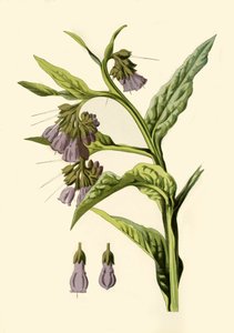 Comfrey, 1877. alkotó: Frederick Edward Hulme