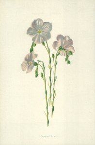 Közönséges len alkotó: Frederick Edward Hulme