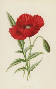 Közönséges mák (chromolitho) alkotó: Frederick Edward Hulme