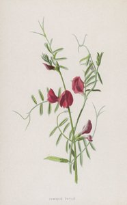Közönséges bükköny (chromolitho) alkotó: Frederick Edward Hulme