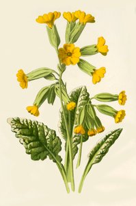 Tehéncsúcs, 1877.