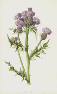 Kúszó bogáncs (chromolitho) alkotó: Frederick Edward Hulme