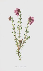 Cross-Leaved Heath (chromolitho) alkotó: Frederick Edward Hulme