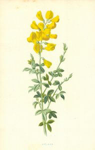 Cytisus alkotó: Frederick Edward Hulme