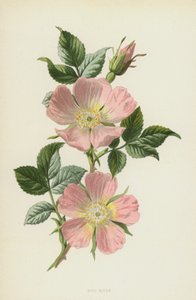 Kutyarózsa (chromolitho) alkotó: Frederick Edward Hulme