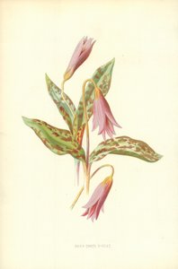 Kutyafog Ibolya alkotó: Frederick Edward Hulme