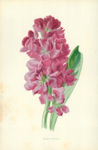 Double Stock alkotó: Frederick Edward Hulme