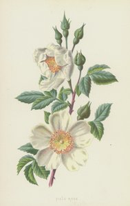 mezei rózsa (chromolitho) alkotó: Frederick Edward Hulme