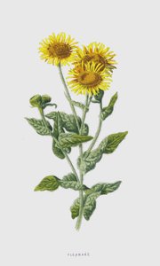 Fleabane (chromolitho) alkotó: Frederick Edward Hulme