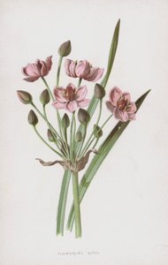 Virágzó roham (chromolitho)