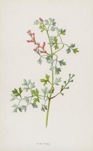 Fumitory (chromolitho) alkotó: Frederick Edward Hulme