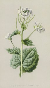 Fokhagyma-mustár vagy szósz önmagában (chromolitho) alkotó: Frederick Edward Hulme