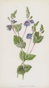Germander Speedwell (chromolitho) alkotó: Frederick Edward Hulme