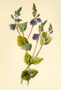 Germander Speedwell, 1877. alkotó: Frederick Edward Hulme