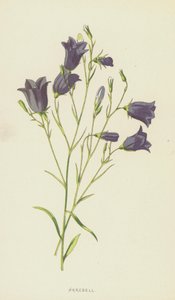 Harebell (chromolitho) alkotó: Frederick Edward Hulme