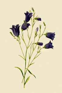 Harebell, 1877. alkotó: Frederick Edward Hulme