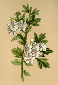 Hawthorn, 1877. alkotó: Frederick Edward Hulme