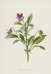 Hearts Ease, or Pansy (chromolitho) alkotó: Frederick Edward Hulme