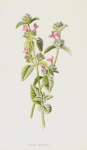 Hedge Calamint (chromolitho) alkotó: Frederick Edward Hulme