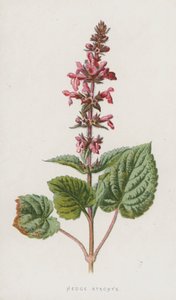 Hedge Stachys (chromolitho) alkotó: Frederick Edward Hulme