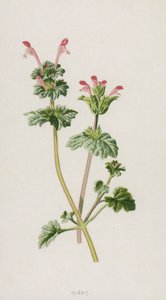 Henbit (chromolitho) alkotó: Frederick Edward Hulme