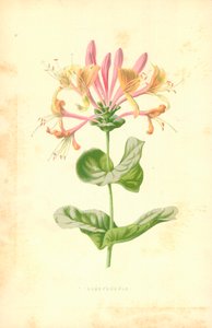Loncs alkotó: Frederick Edward Hulme