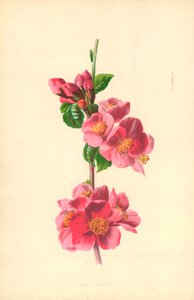 Japán birs alkotó: Frederick Edward Hulme