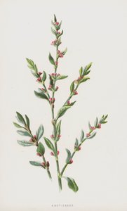 Csomófű (chromolitho) alkotó: Frederick Edward Hulme