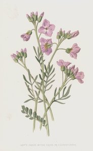 Ladys Smock, keserű zsázsa vagy kakukkvirág (chromolitho)