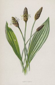 Báránynyelv (chromolitho) alkotó: Frederick Edward Hulme