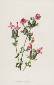 Kis vörös csörgő (chromolitho) alkotó: Frederick Edward Hulme