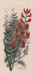 Letter A, drop cap letter, watercolor engraving, cm 10x5, by Frederick Edward Hulme (1841-1909) from The familiar Garden Flower, circa 1880 alkotó: Frederick Edward Hulme