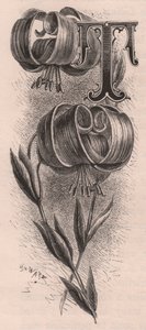 T betű, kupakbetű, metszet, 10x5 cm, Frederick Edward Hulme (1841-1909) Az ismerős kerti virágból, 1880 körül alkotó: Frederick Edward Hulme