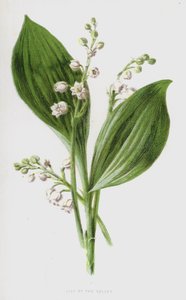 Gyöngyvirág (chromolitho) alkotó: Frederick Edward Hulme