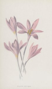 Réti sáfrány (chromolitho) alkotó: Frederick Edward Hulme