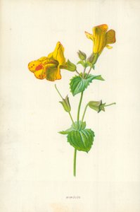 Mimulus alkotó: Frederick Edward Hulme
