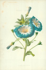 Kisebb Convolvulus alkotó: Frederick Edward Hulme
