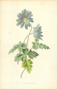 Mountain Anemone alkotó: Frederick Edward Hulme