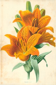 Narancssárga liliom alkotó: Frederick Edward Hulme