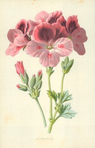 Muskátli alkotó: Frederick Edward Hulme