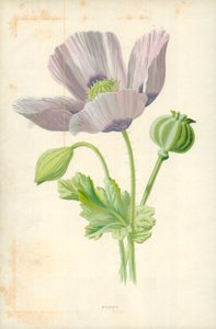 Mák alkotó: Frederick Edward Hulme
