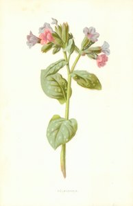 Pulmonaria alkotó: Frederick Edward Hulme