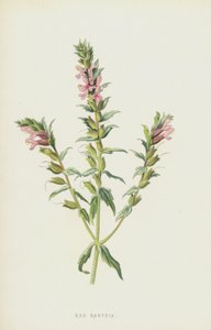 Vörös Bartsia (chromolitho) alkotó: Frederick Edward Hulme