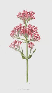 Vörös Valerian (chromolitho) alkotó: Frederick Edward Hulme