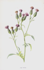 Fűrészfű (chromolitho) alkotó: Frederick Edward Hulme